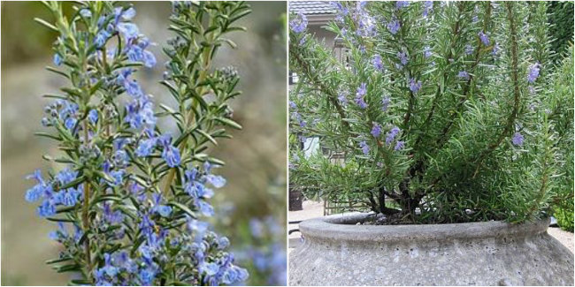 Rosemary Tuscan Blue